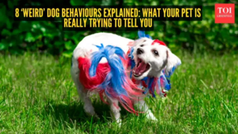 8 ‘Weird’ Dog Behaviours Explained: What Your Pet Is Really Trying to Tell You