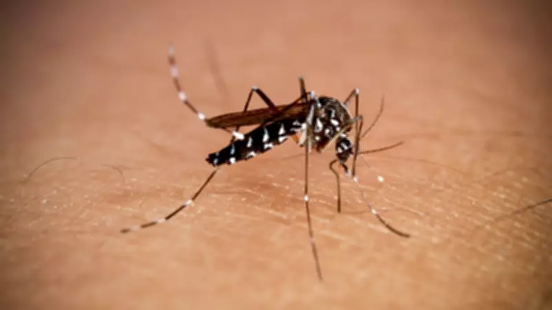 85% Mosquito Repellent Agarbattis Unregulated, Doctors Warn of Health Risks