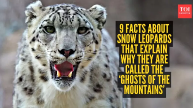 9 Fascinating Facts About Snow Leopards, the Ghosts of the Mountains