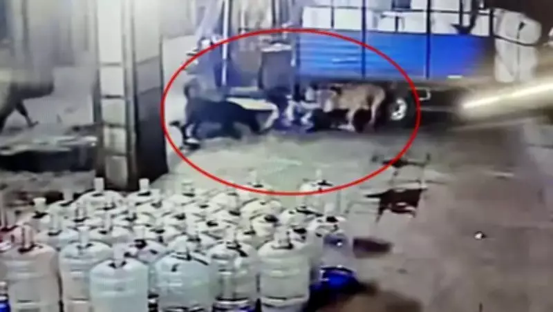 9-Year-Old Boy Suffers 15 Dog Bites in Surat Stray Dog Attack