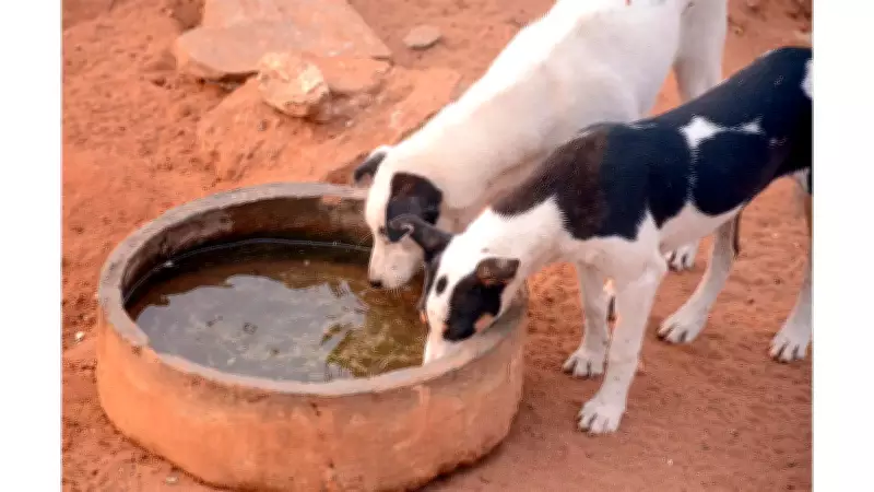 ABC Program for Strays Effective but Not Adopted in India