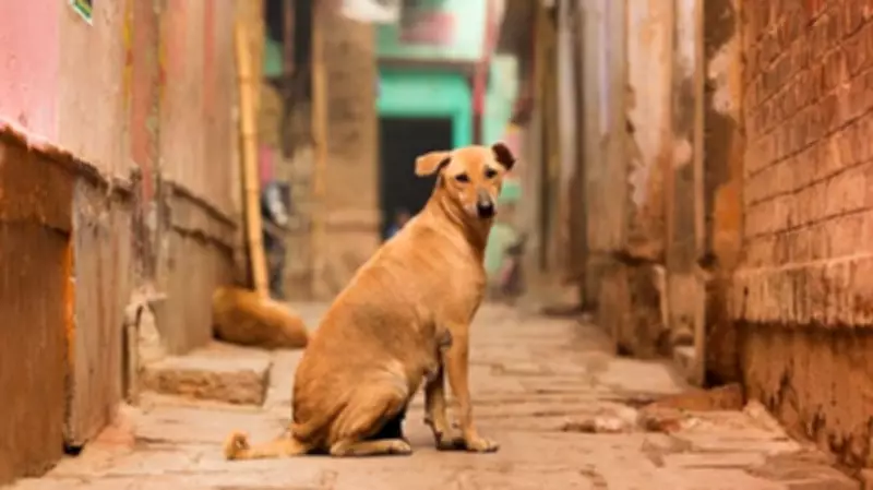 Activists Claim Vaccine Scam as Dog Bite Numbers Inflated in Bengaluru