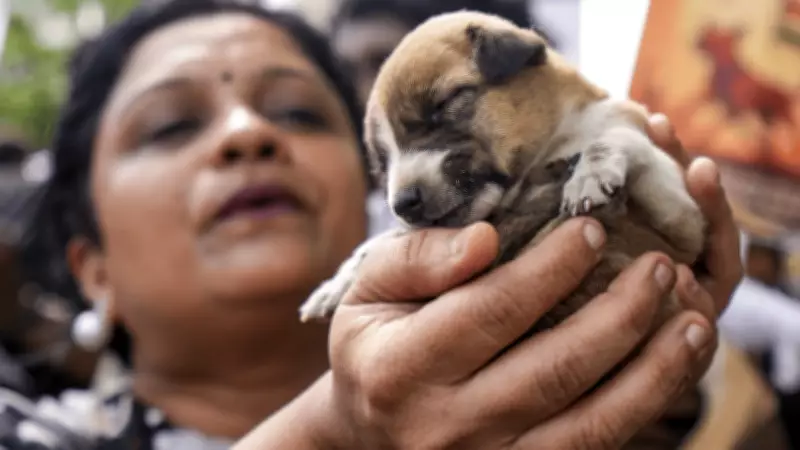 Activists Flag Gaps in SC's Stray Dog Relocation Plans: 'Neither Humane Nor Practical'