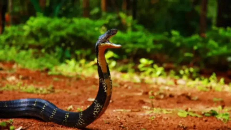 Agumbe: Discover Karnataka's Cobra Capital and Rainforest Paradise