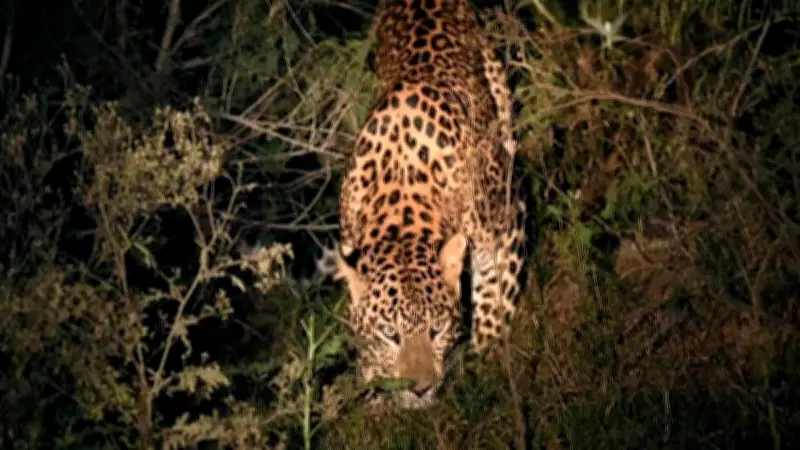 AI Wildlife Alert System for 1,000 Maharashtra Villages