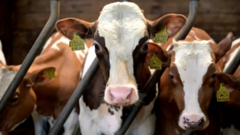 Ajmer Sharif Cleric Demands National Animal Status for Cow, Ban on Slaughter and Export
