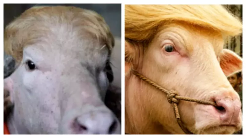 Albino Buffalo Named 'Donald Trump' to Be Sacrificed During Eid al-Adha