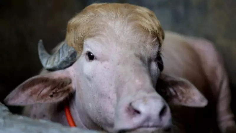Albino Buffalo Nicknamed 'Donald Trump' Spared from Sacrifice in Bangladesh