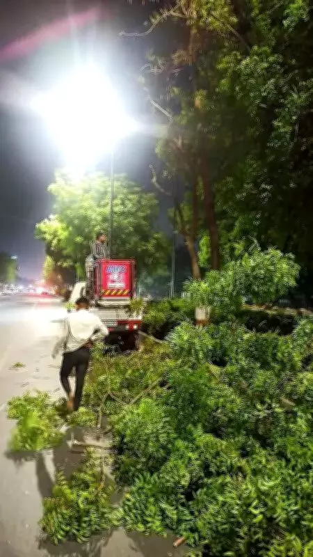 AMC Garden Dept Faces Flak for Aggressive Tree Trimming in Ahmedabad