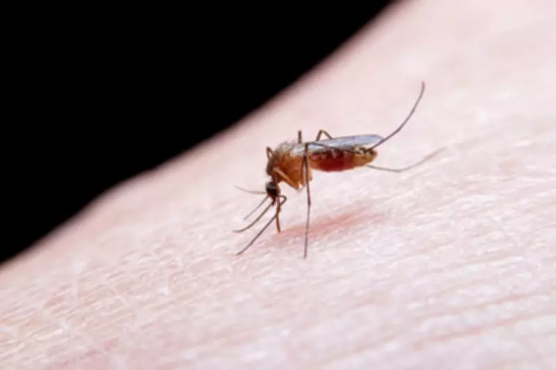 Amritsar Health Department Urges Residents to Prevent Mosquito Breeding