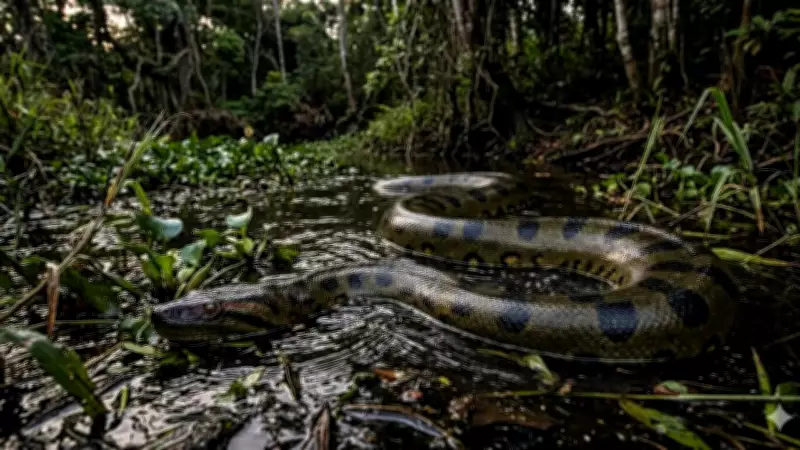 Anaconda Population by Country: Brazil Leads with Over 400,000