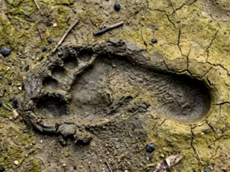 Ancient Footprints Reveal 9,000-Year-Old Coastal Highway in England