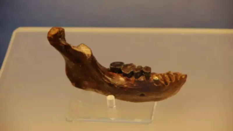 Ancient Jawbone Found off Taiwan Ties to Mysterious Denisovans