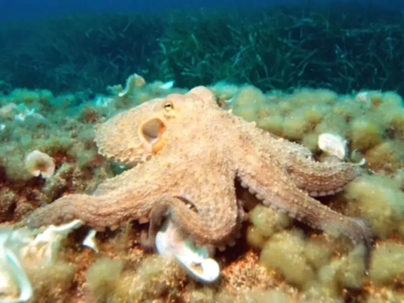 Ancient Octopuses Were Giant Apex Predators, New Study Reveals