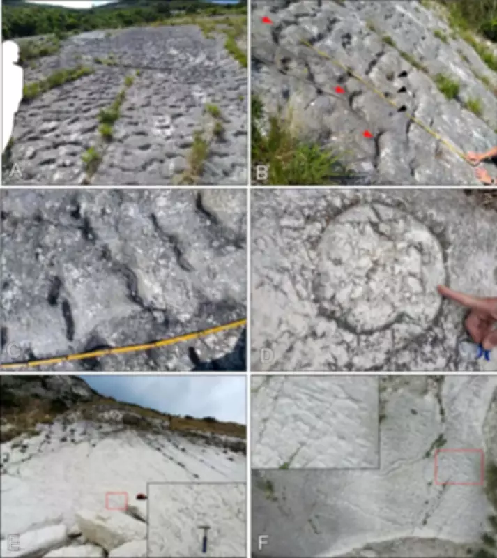 Ancient Sea Turtle Stampede Found by Climbers in Italy's Apennine Mountains