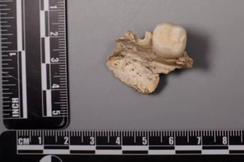 Ancient Tooth Proteins Rewrite Human Evolution Timeline