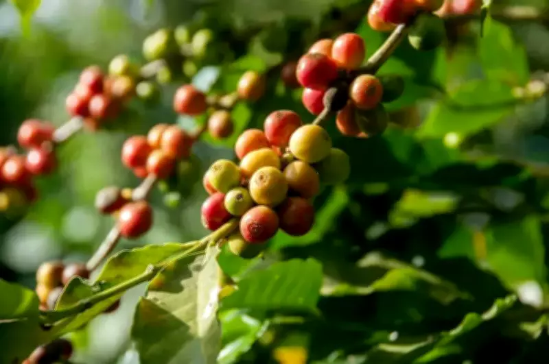 Andhra's first integrated coffee processing unit to come up in Anakapalli district