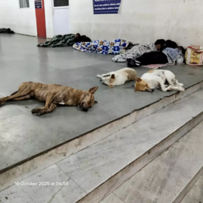 Angamaly Councillors Demand Municipality Bear Treatment Costs for Rabid Dog Attack Victims