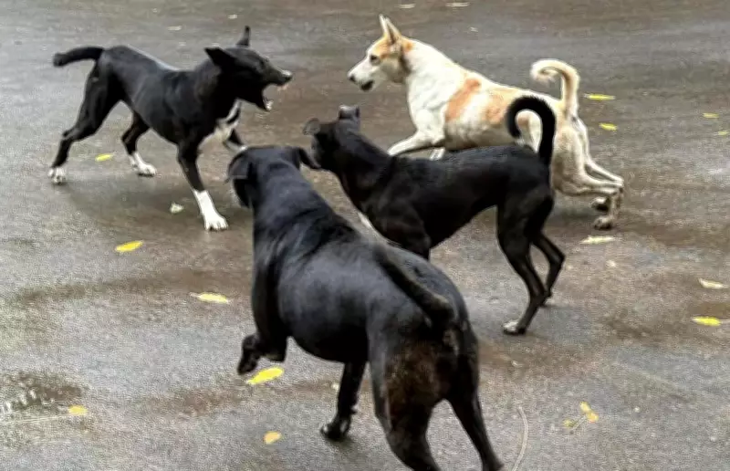 Angamaly Municipality Announces Rs 5,000 Relief for Stray Dog Attack Victims