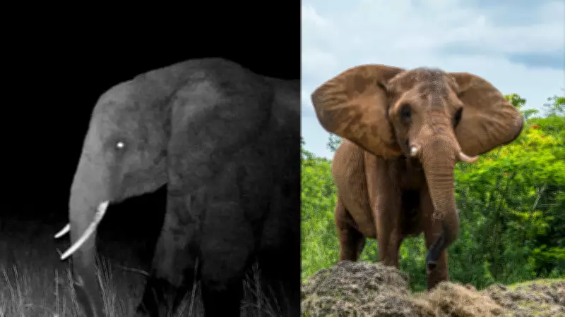 Angola's Ghost Elephants: Surviving Decades of Conflict and Poaching