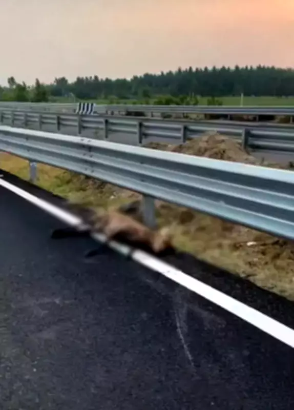 Animal Deaths on Delhi-Dehradun Expressway Raise Safety Concerns