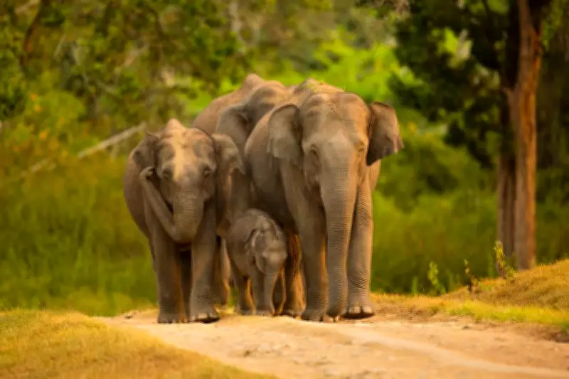 Animal Welfare Groups Sue to Relocate Depressed Elephants from South African Zoo