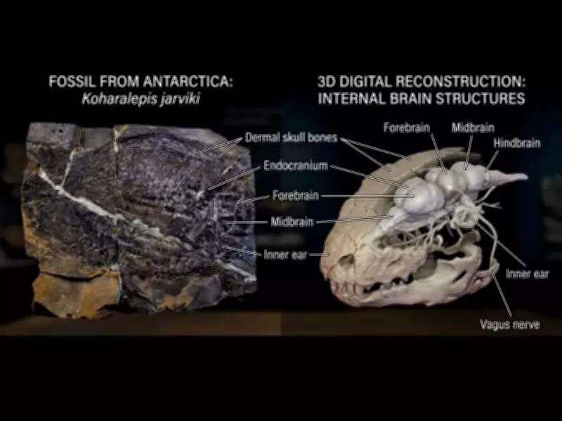 Antarctic Fish Fossil Reveals Key Stage in Early Animal Evolution