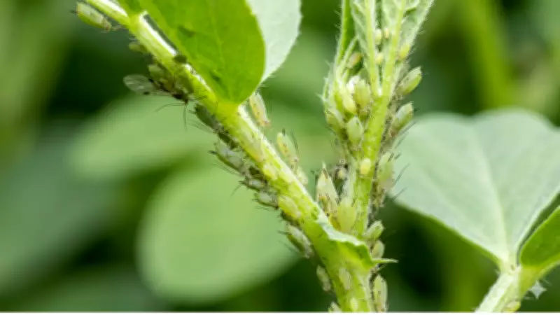 Aphids: Born Pregnant with Telescoping Generations Explained