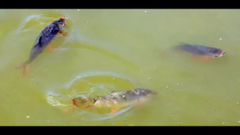 Aquaculture key to boost fish stocks, strengthen seafood supply: Scientist
