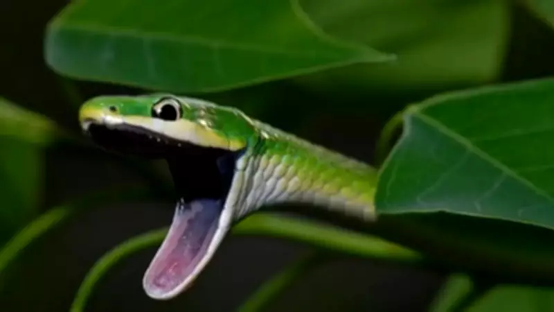 Arboreal Snakes: 7 Species That Spend Their Lives in Trees