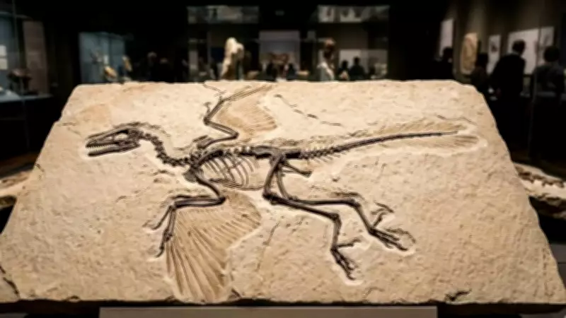 Archaeopteryx Fossil Reveals New Insights into Bird Evolution from Dinosaurs