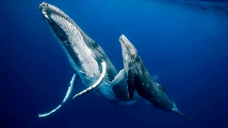 Are Dolphins, Sharks, and Whales Mammals? Science Has the Answer