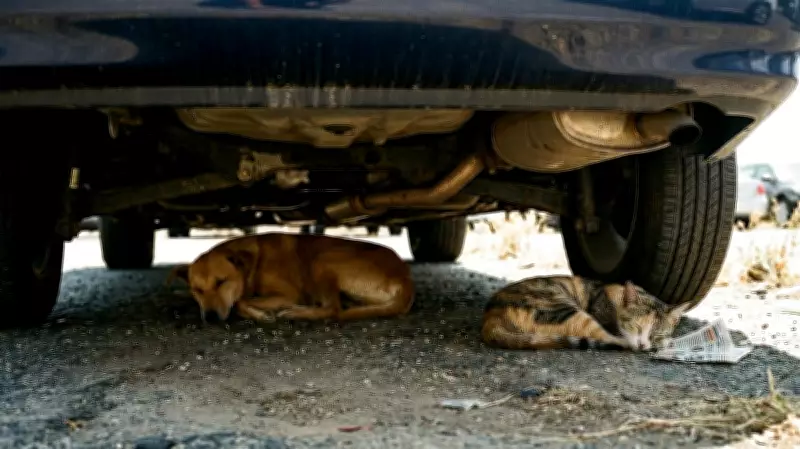 As Delhi Swelters, Dehydrated Birds Fall from Skies, Street Animals Battle Heat Distress