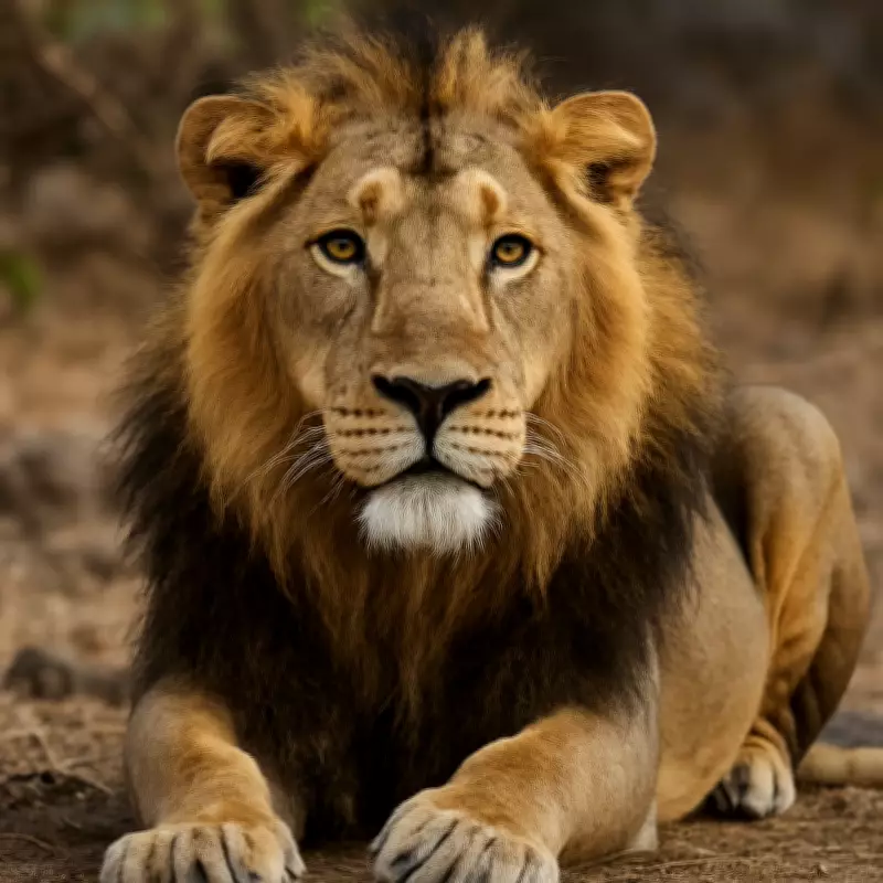 Asiatic Lion Bharat Critically Ill at Sanjay Gandhi National Park