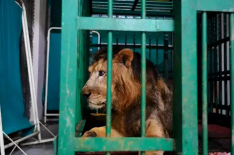 Asiatic Lion Bharat Suffers Bed Sores, Partial Paralysis in Nagpur