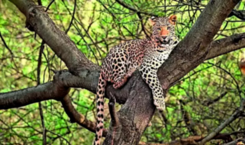 Asola Bhatti Sanctuary Plan: 23 Mammal Species, Leopards, Hyenas Found