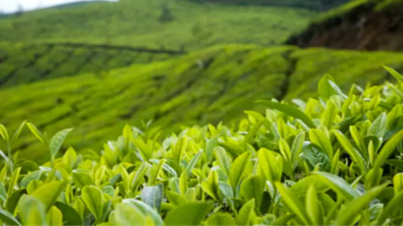 Assam Orthodox Tea: The Global Powerhouse You've Been Missing