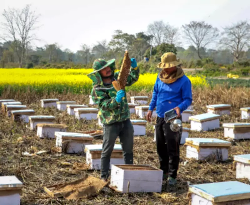 Assam's Baksa District Exports First Honey Shipment to the US