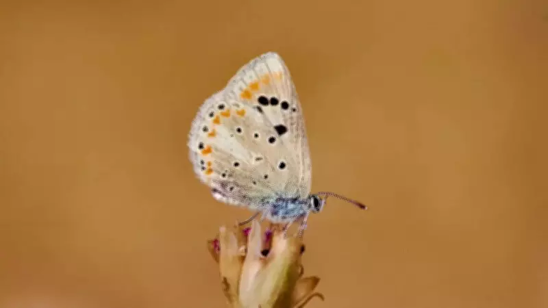Atlas Blue Butterfly Holds Record for Most Chromosomes in Animals