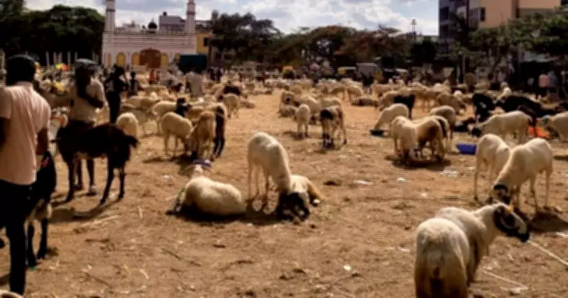 Bakri Eid 2026: Sheep Prices Surge in Bengaluru Markets Due to High Transport Costs