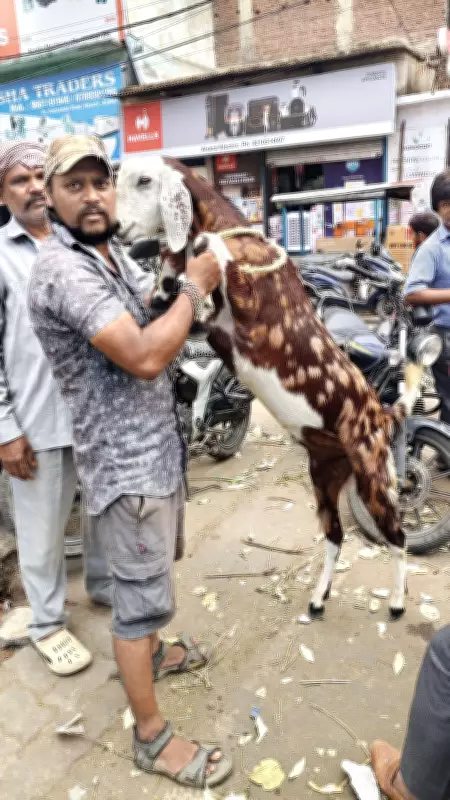 Bakrid Goat Prices Surge 40% in Ranchi; Bahubali, Dhurandhar Dominate Markets