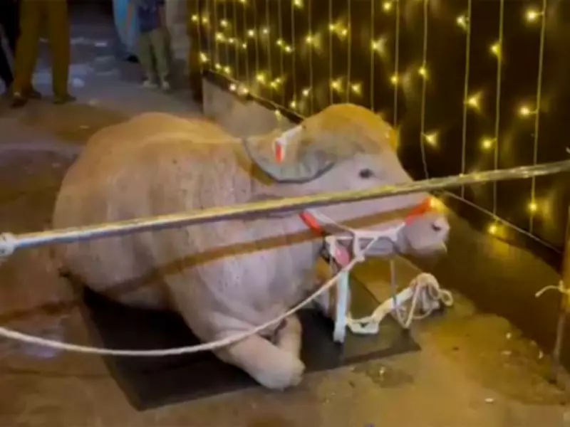 Bangladesh Govt Saves Trump Buffalo from Eid Sacrifice, VIP Zoo Treatment