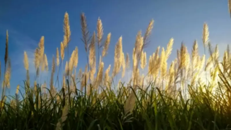 Banned Plants in US Gardens: Invasive Species You Cannot Grow
