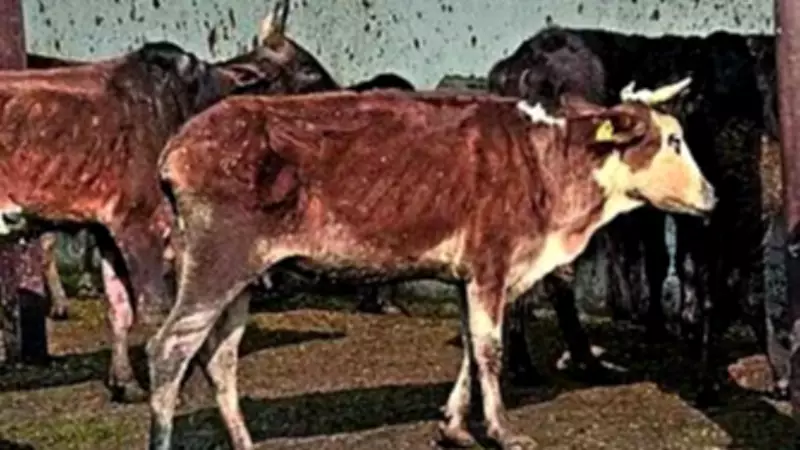 Bareilly Teachers Told to Collect Straw for Stray Cattle, Later Called Voluntary