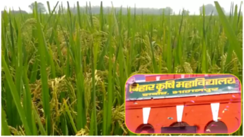 BAU Develops High-Yield Paddy Variety 'Sabour Samrat' for Drought-Prone Areas