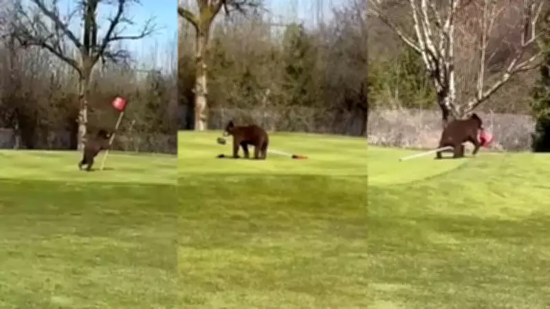 Bears Steal Flag at Srinagar Golf Course, Omar Abdullah Shares Video