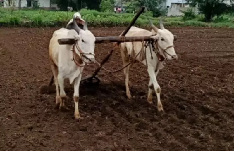 Belagavi Farmers Rush for Seeds as Pre-Monsoon Rains Boost Kharif Demand