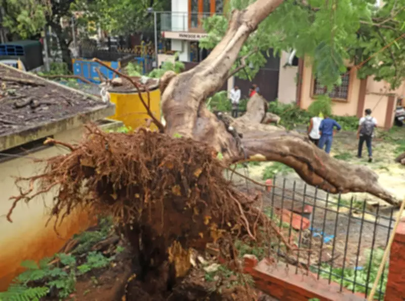 Bengaluru Forest Dept Draws Flak for Shifting Tree Safety Onus to Citizens