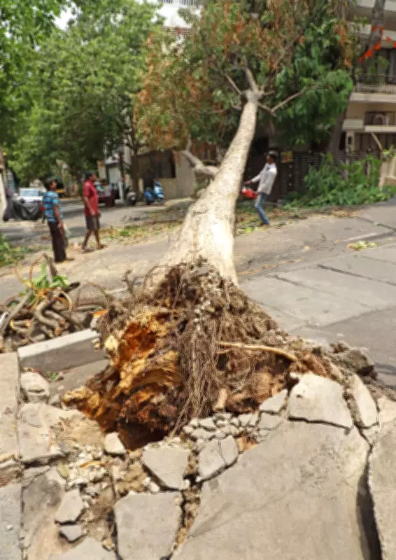 Bengaluru Storm Aftermath: 157 Trees, 228 Branches Down; Cleanup Underway