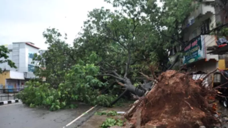 Bengaluru's Four-Day Rain and Wind Fells 476 Trees Across City